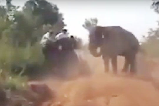 elephnr_srilanka_002.w540