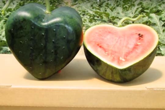 heart_watermelon_002.w540