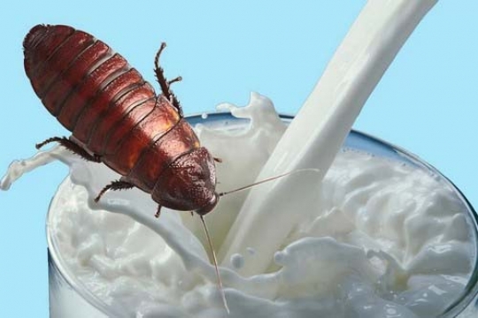 milk_cockroach_002.w540