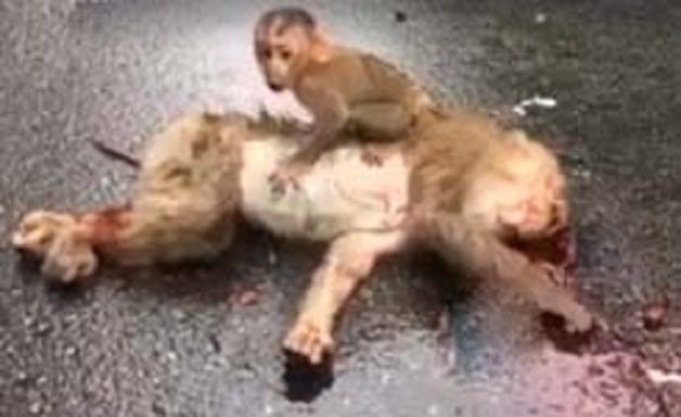 monkey_death_001.w245