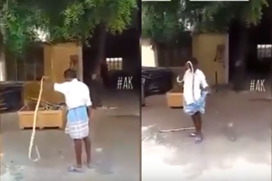 snake_padayappa_002.w540