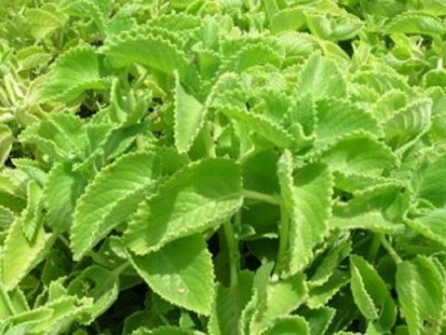 கற்பூரவல்லி