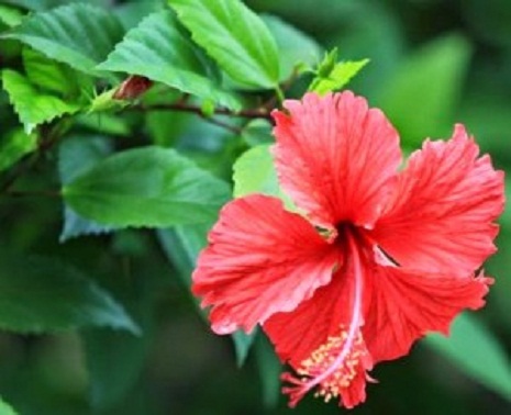 செம்பருத்தி