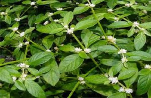 பொன்னாங்கண்ணி