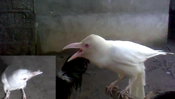 1470891198_4323262_hirunews_whitecrow