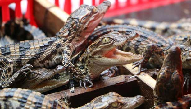 201607312131519188_About-400-baby-crocodiles-seized-in-China_SECVPF