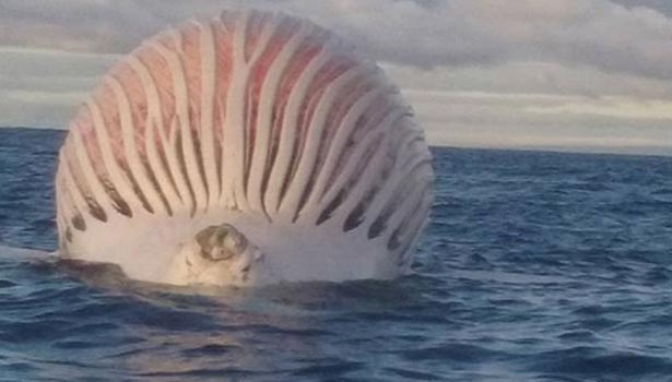 201608040326260549_This-Weird-Sea-Creature-Stumped-Fishermen-Can-You-Identify_SECVPF