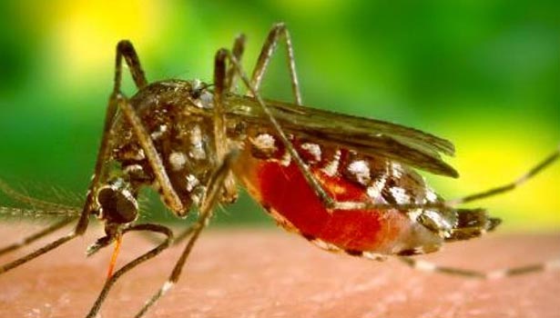 201608040844209382_583-people-affected-with-malaria-in-Mumbai_SECVPF