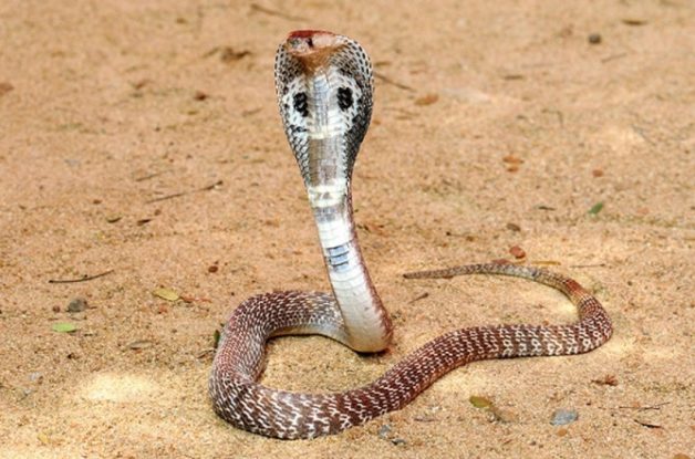 625.0.560.350.160.300.053.800.668.160.90