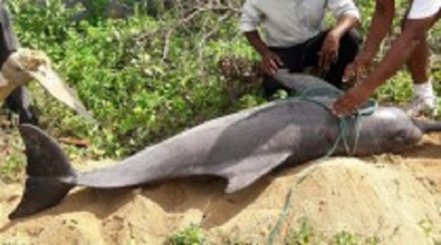 625.117.560.350.160.300.053.800.210.160.90 (3)