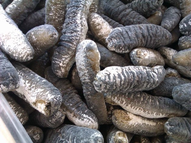 Highest_quality_healthy__dried_sea_cucumber_for_sale_1