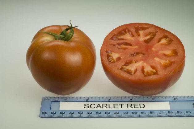 Scarlet-tomatoes