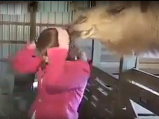 animal_human_002.w540