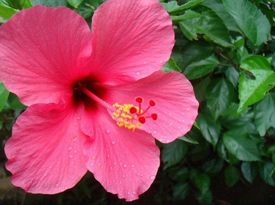 hibiscus_002.w540