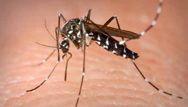 201609161553401750_dengue-chikungunya-deaths-health-ministry-seeks-report-from_secvpf