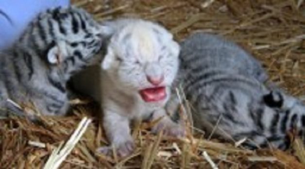 625.117.560.350.160.300.053.800.210.160.90