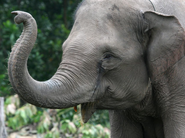 asian-elephant