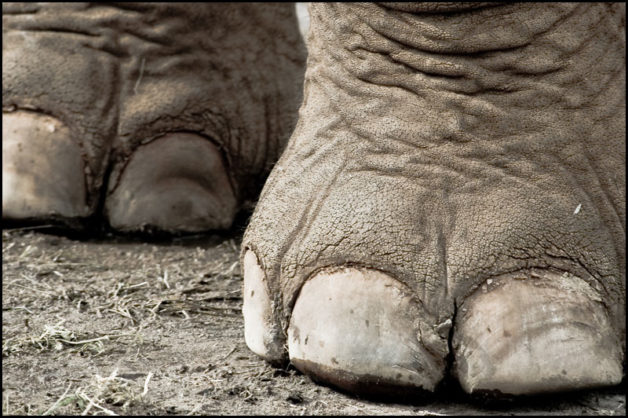 elephant-feet_0