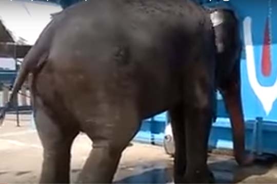 elephant_tap_002.w540