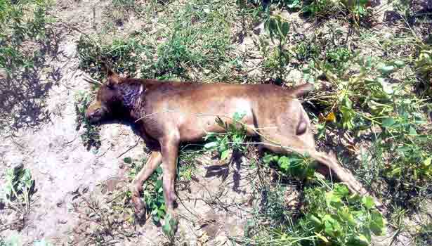 201610061554345343_dog-shot-dead-by-villagers-for-trouble-near-pallikonda_secvpf