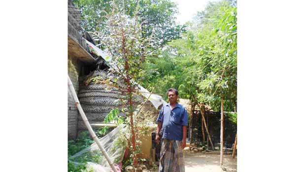 201610091729464555_kuthalam-near-farmer-home-gardening-spinach_secvpf