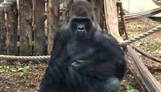 201610142159165577_psycho-kumbuka-london-gorilla-escapes-zoo-enclosure_secvpf