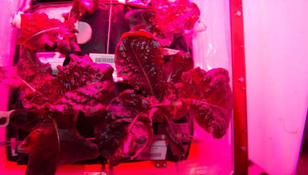 201610271341195138_nasa-growing-lettuce-in-space_secvpf
