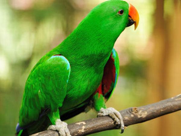 26-parrot1