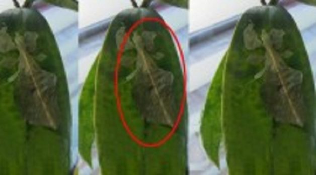 625-117-560-350-160-300-053-800-210-160-90-3