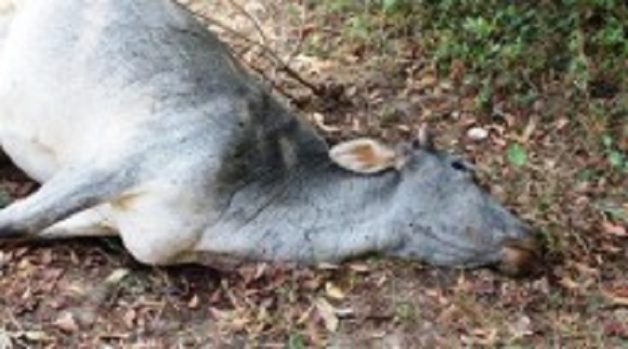 625-117-560-350-160-300-053-800-210-160-90-3