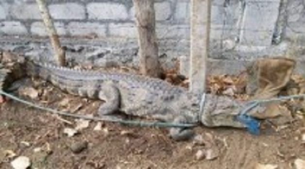 625-117-560-350-160-300-053-800-210-160-90-4