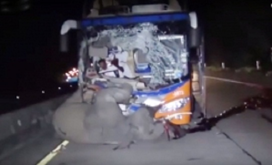 elephant_bus_001-w245