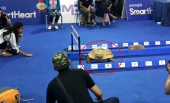 rabbit_tortoise_001-w245