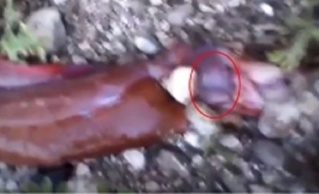 snake_heart_001-w245