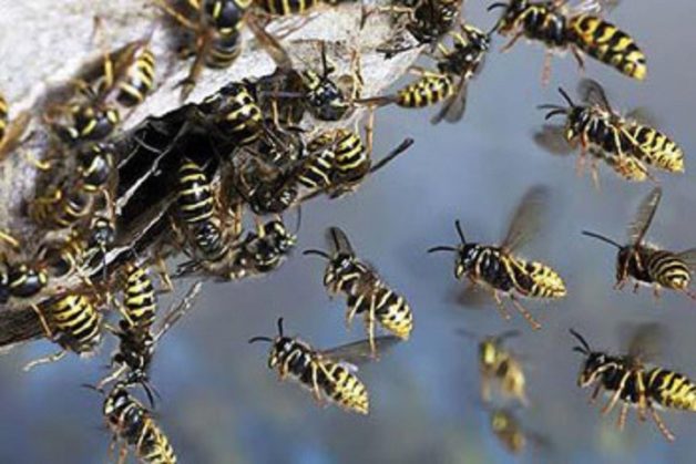 wasp-720x480-720x480