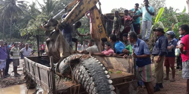 1478499716_2662764_hirunews_mathara-crocodile