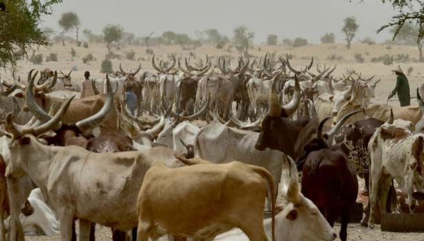 201611021135447250_clashes-between-farmers-and-herders-kill-18-in-niger_secvpf