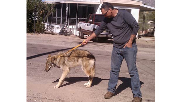 201611171450463740_young-man-adopts-a-cute-puppy-realizes-hes-actually-a_secvpf