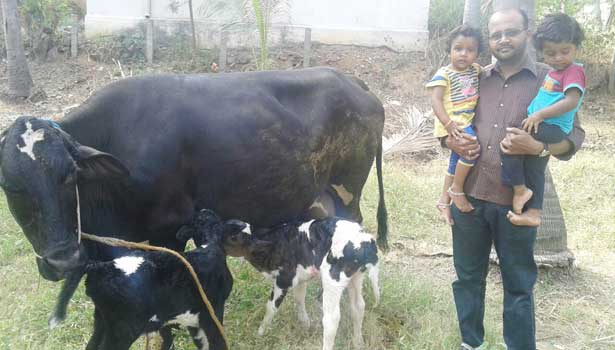 201611171744163955_owner-cows-calving-twins-baby-birthday-2-calf_secvpf