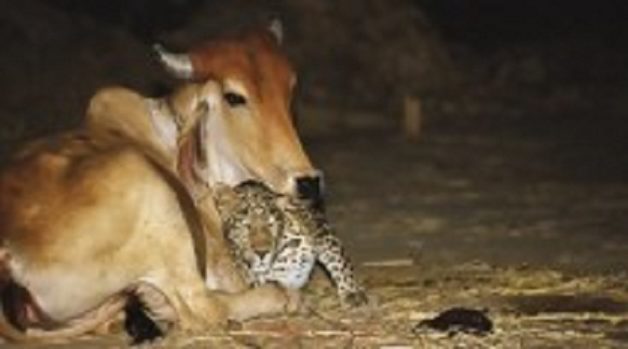 625-117-560-350-160-300-053-800-210-160-90