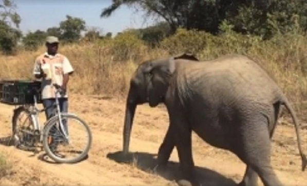 elephant_mike_001-w245