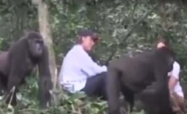 gorilla_friend_001-w245