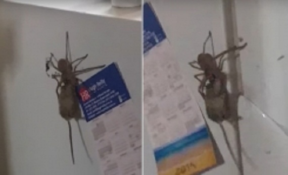 spider_kills_001-w245