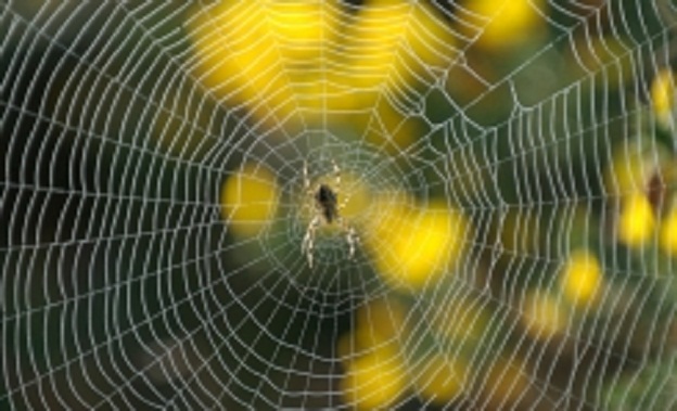 spider_web_001-w245