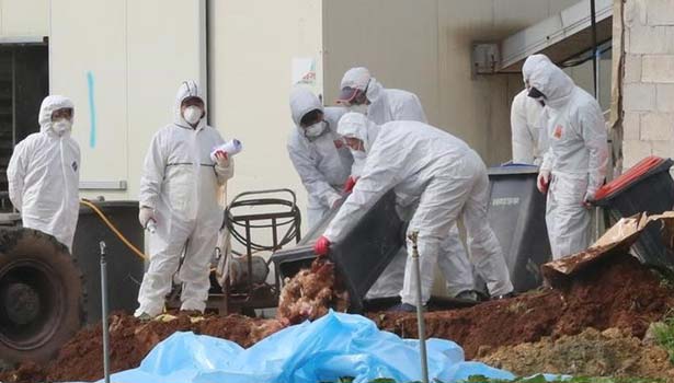 201612191015285879_bird-flu-spreads-in-japan-destruction-of-2-lakh-birds_secvpf