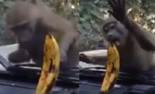 banana_monkey_001-w245
