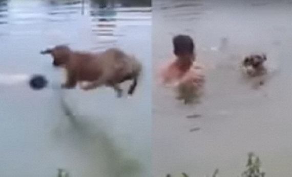 dog_save_owner_001-w245