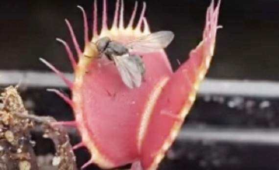 insect_plant_001-w245