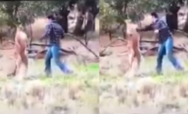 kangaroo_boxing_001-w245