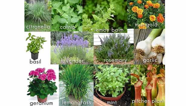 201612190819017774_mosquito-repellent-plants_secvpf